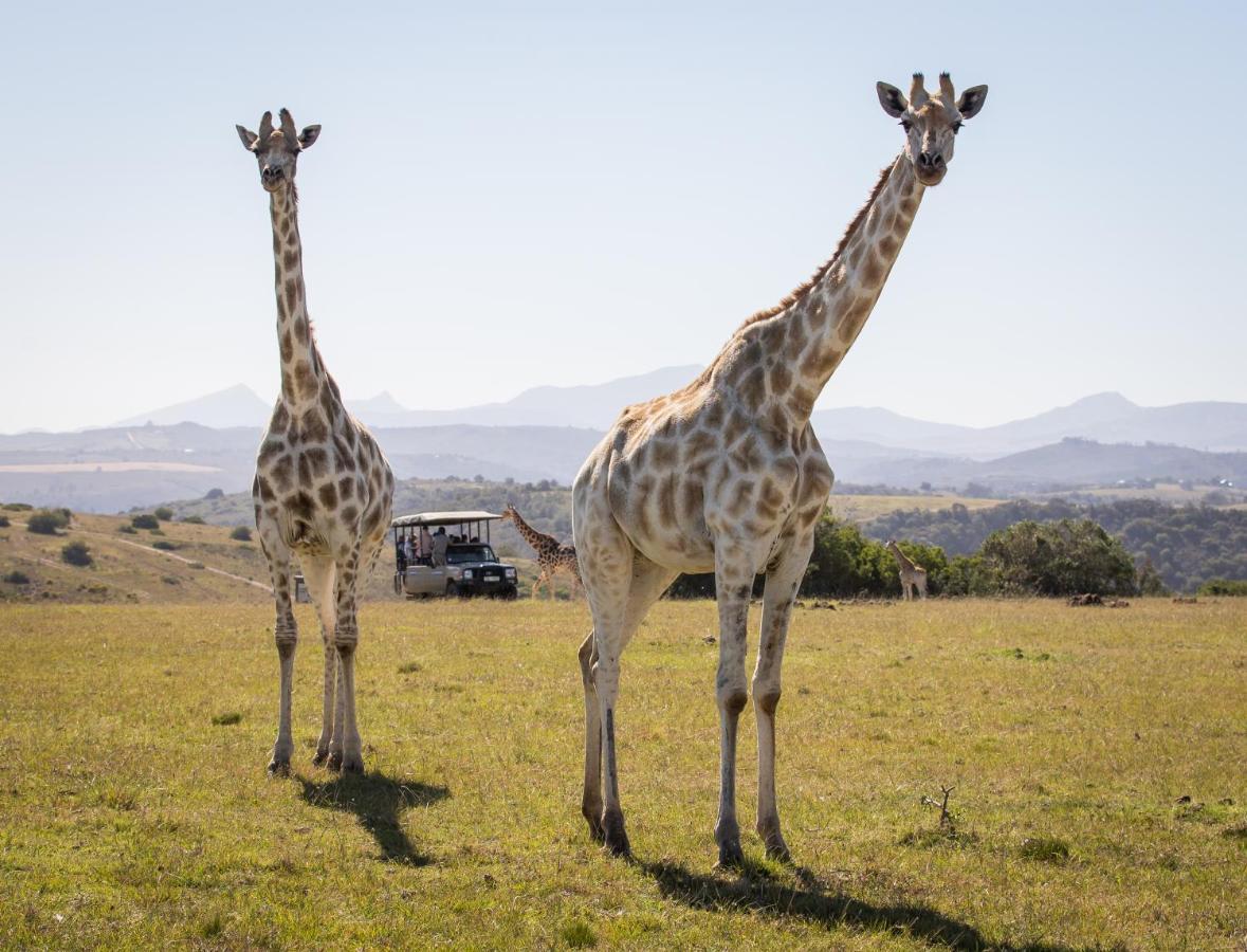 Botlierskop Private Game Reserve Reebok Eksteriør billede