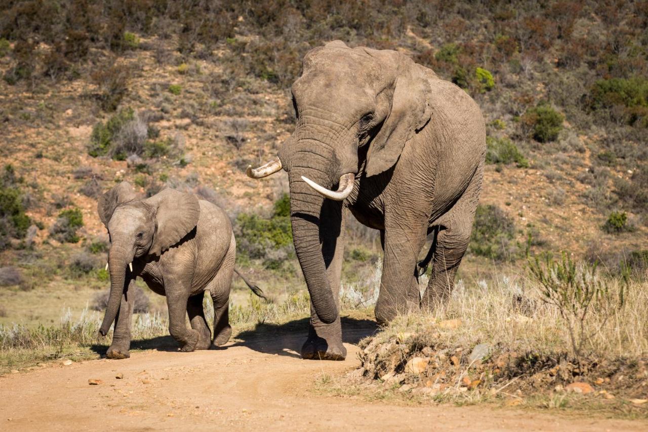 Botlierskop Private Game Reserve Reebok Eksteriør billede