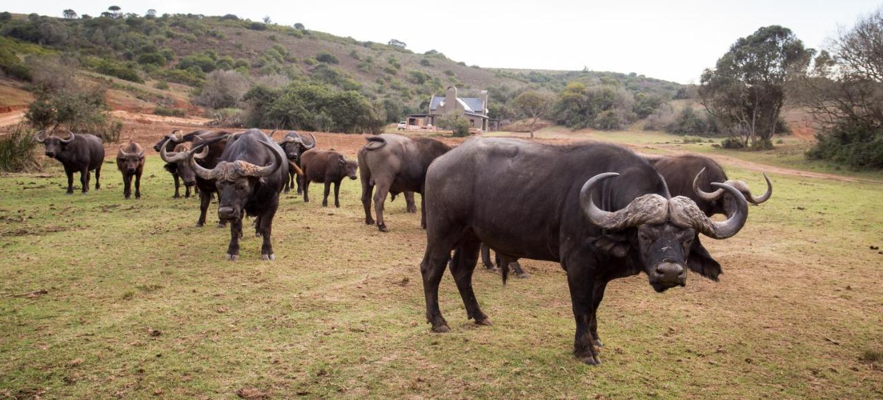 Botlierskop Private Game Reserve Reebok Eksteriør billede
