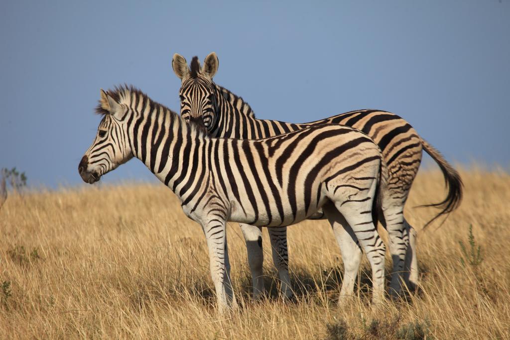 Botlierskop Private Game Reserve Reebok Eksteriør billede