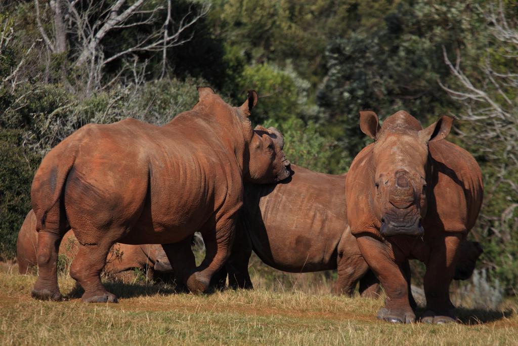 Botlierskop Private Game Reserve Reebok Eksteriør billede