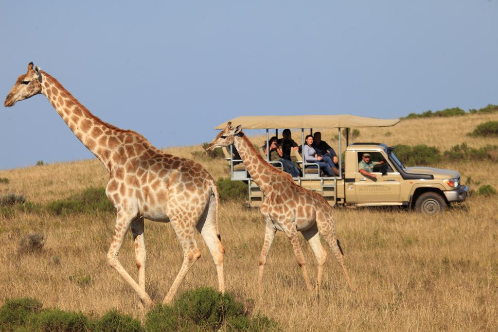 Botlierskop Private Game Reserve Reebok Eksteriør billede