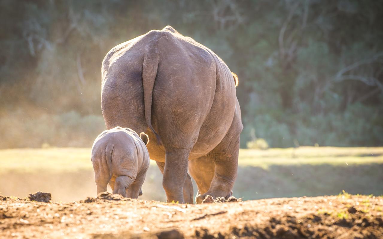 Botlierskop Private Game Reserve Reebok Eksteriør billede